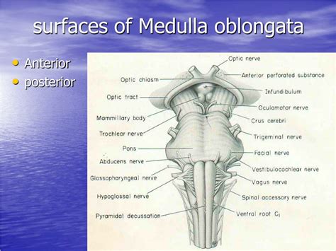 Ppt Medulla Oblongata Bulbusmedulla Powerpoint Presentation Free