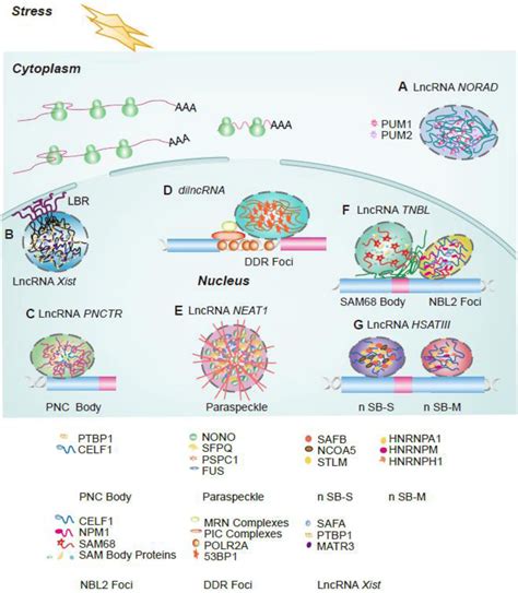 Frontiers Lncrnas Architectural Scaffolds Or More Potential Roles In