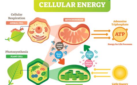 Mitochondria And Our Health The Green Heart Naturopathic Clinic