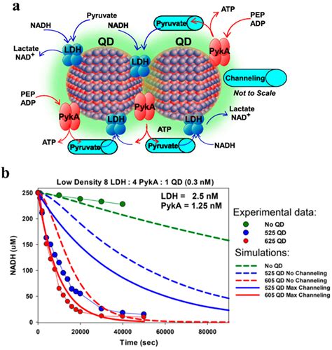 Catalysts Free Full Text Quantum Dots And Gold Nanoparticles As