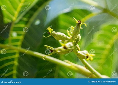 Pecan Tree Female Flower Close-up Stock Photo - Image of green, female ...