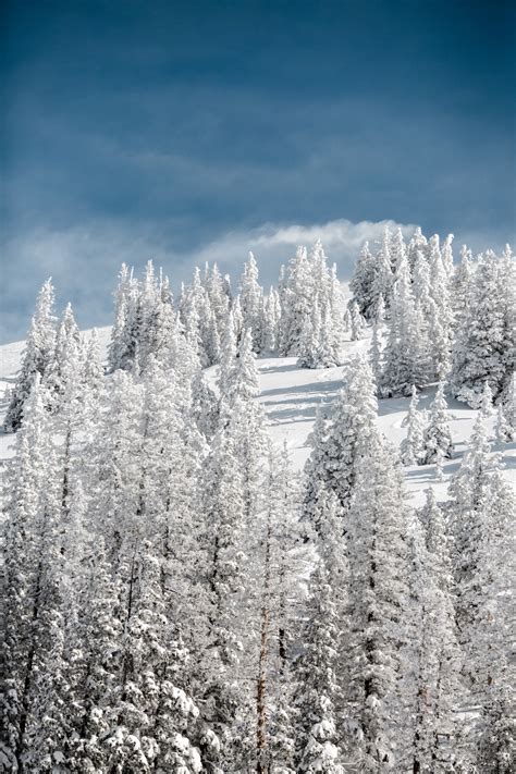 Kostenlose Foto Landschaft Baum Wald Ast Berg Schnee Winter