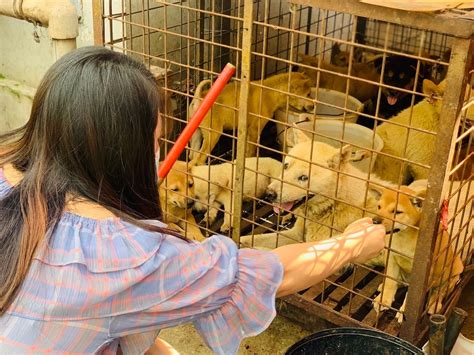 Ten Puppies Rescued As Yulin Dog Meat Festival Set To Go Ahead Dogs