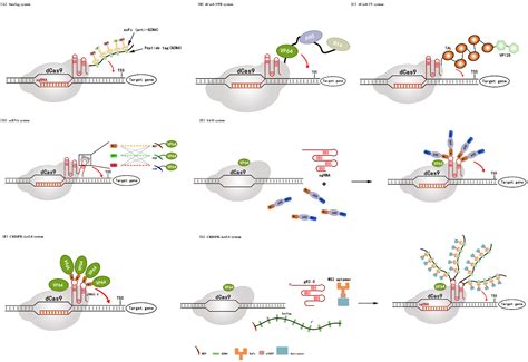 Cells Free Full Text Recent Progress And Future Prospect Of Crisprcas Derived Transcription