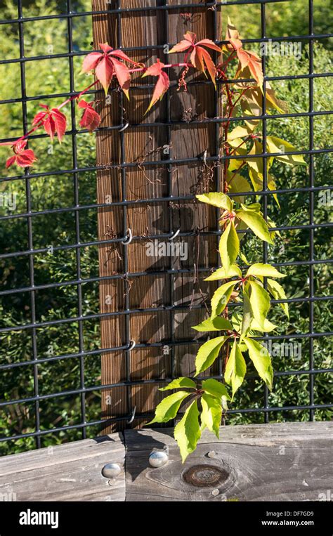 Red And Green Leafed Vine Climbing On Wire Mesh Railing And Wood Post