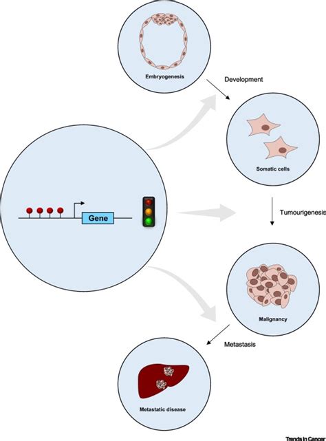 Promoter Dna Hypermethylation And Paradoxical Gene Activation Trends