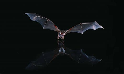 Fun Bat Facts Merlin Tuttles Bat Conservation