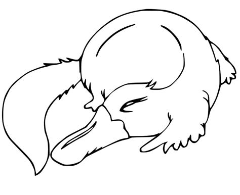 Platypus 2 Coloring Pages Coloring Cool