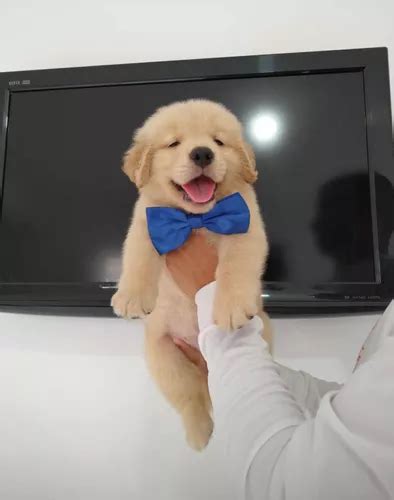 Golden Retriever Macho Parcelamento Sem Juros