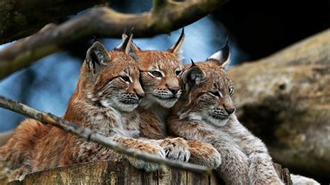 Wallpaper Animals Nature Wildlife Whiskers Lynx Puma Cougar