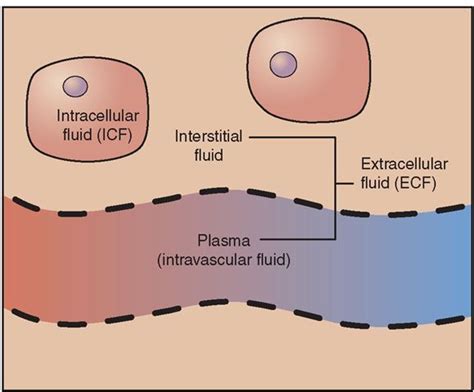 Image Result For What Is Interstitial Fluid Extracellular Fluid