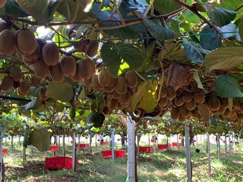 Kiwi sempre più meridionale e giallo Terra e Vita