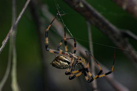 African Hermit Spider From Nhandare River Lower Slopes Mt Gorongosa