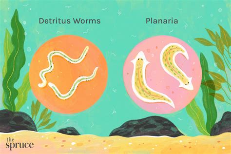 Detritus Worms: Friend Or Foe?  Uncovering The Truth About This Tiny Threat