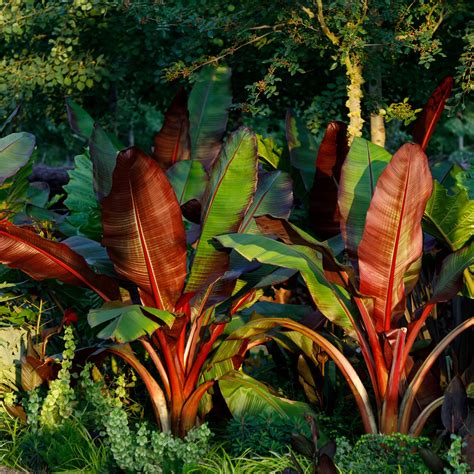 Red Banana Tree Images