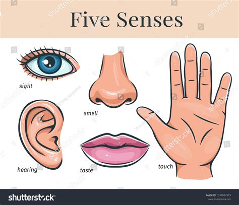 Five Human Senses Touch Smell Hearing Stock Vector Royalty Free