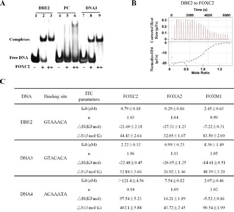 Figure From Structural Basis For Dna Recognition By Foxc Semantic