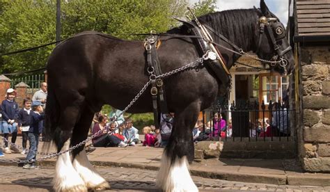 Shire Horse: Breed Profile for the World's Largest Horse - Helpful ...