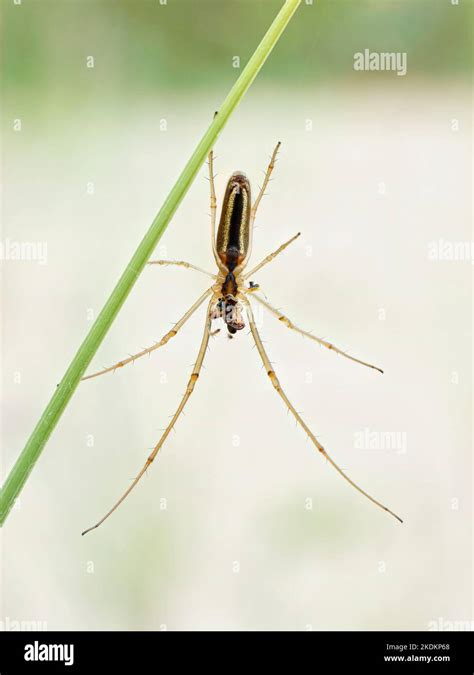 Long Jawed Orb Weaver Spider Tetragnatha Extensa Adult On Grass Stem