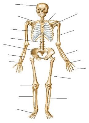 Dubbel Sopor Fly Skeletal System Diagram Without Labels Perenn Upp T