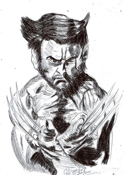 Wolverine Drawing Pencil Sketch Colorful Realistic Art Images