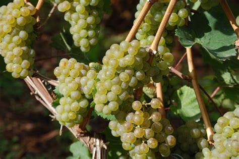 Weinmesse In Halle Vom Bis M Rz Freist Tter Online Zeitung