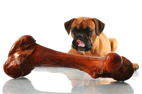 What Are The Best Bones For Dogs