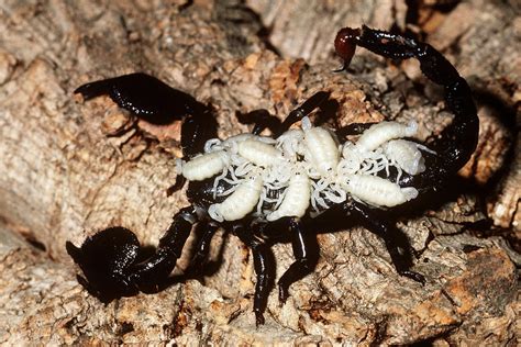 Emperor Scorpion With Babies On Back Photograph by Karl H. Switak - Pixels