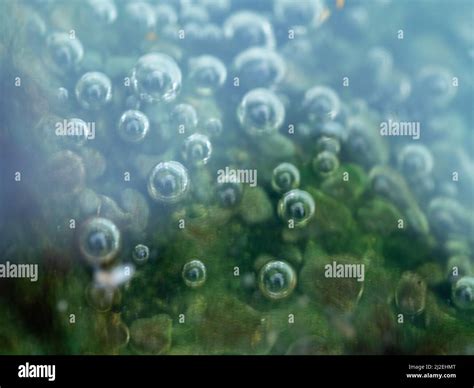 Water In Puddles Green Slimy Bubbles Pooled And Still In A Puddle