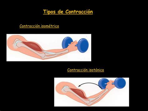 Ppt Sistema Muscular Powerpoint Presentation Free Download Id4940464