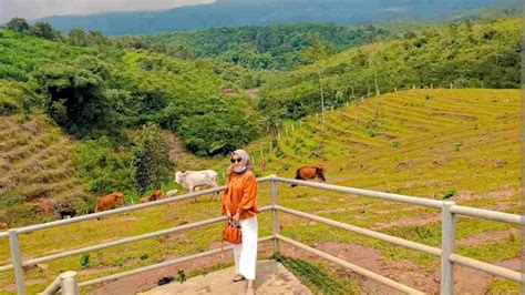 Mini Ranch Sapi Pasundan Ciamis Wisata Sambil Belajar Beternak Di Alam