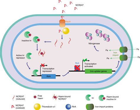 Nature Microbiology 研究揭示豆科植物多肽控制固氮共生细菌的分子机制！ 知乎