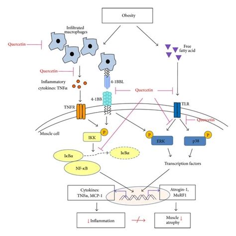 Schematic Representation Of The Effect Of Quercetin On Obesity Induced