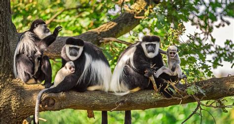 Safari Al Parque Nacional Del Bosque Nyungwe Ruanda