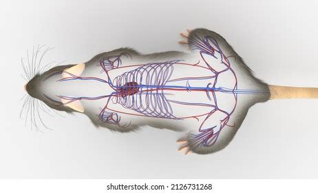 D Rendered Illustration Rats Anatomy Vascular Stock Illustration