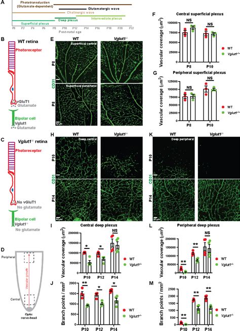 Figure 1 From Glutamatergic Neuronal Activity Regulates Angiogenesis