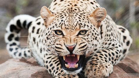 3840x2130 Cheetah 4k Amazing HD Wallpaper Rare Gallery