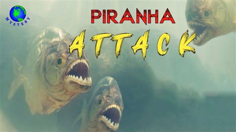 Real Piranha Attack