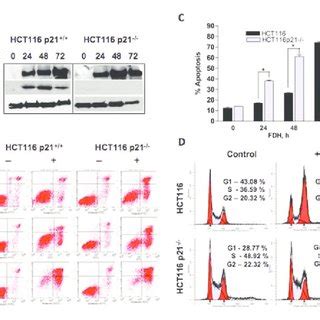 FDH Induced Antiproliferative Effects Are Different In HCT116 P21