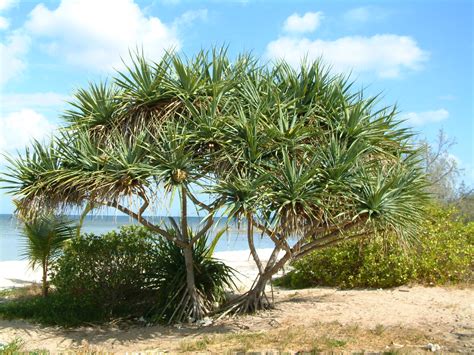 Pandanus Tectorius Parkinson