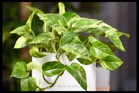 10 Tips For Taking Care Of A Pothos Plant Have A Lush Pothos Plant You Can Be Proud Of