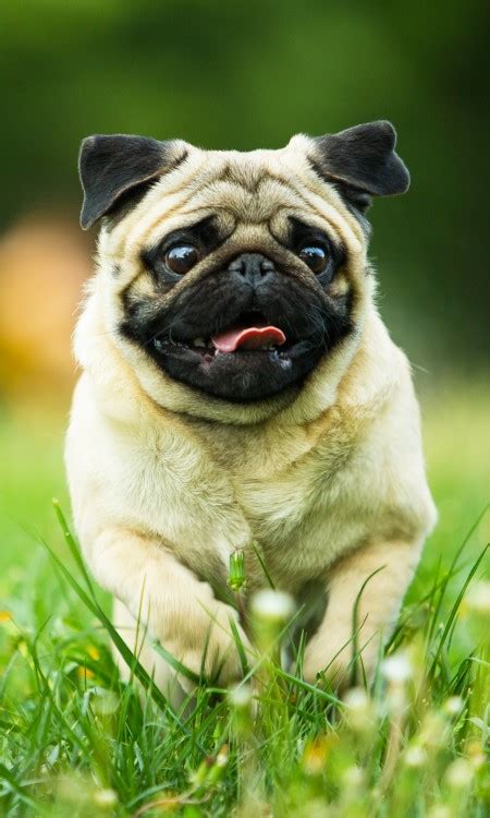 Pug Owner’s Guide | Greencross Vets