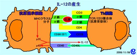 Th1細胞とth2細胞