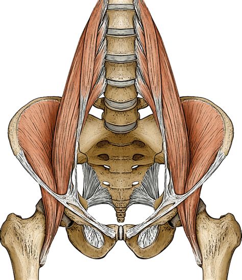 The Psoas Muscle The Center Of Movement For Yoga