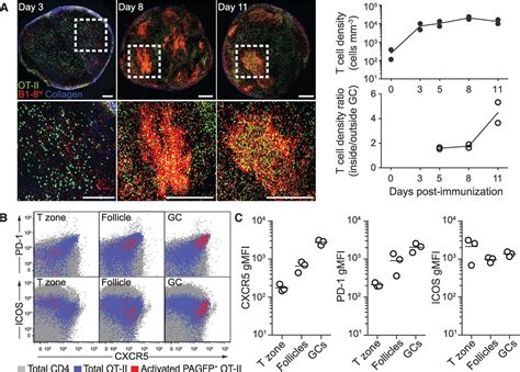 T Follicular Helper Cell Dynamics In Germinal Centers Science