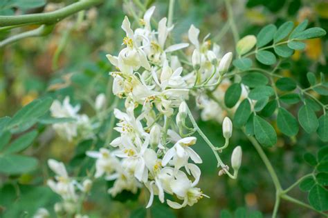 Moringa A Miracle Tree For People And The Planet