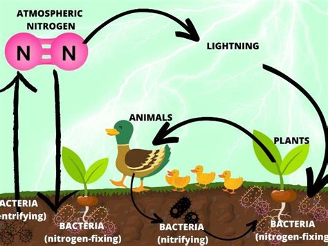 Nitrogen Cycle Teaching Resources