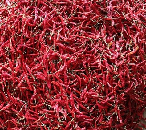 Dried Kashmiri Red Chilli At Rs 280 Kg Dry Red Chili In