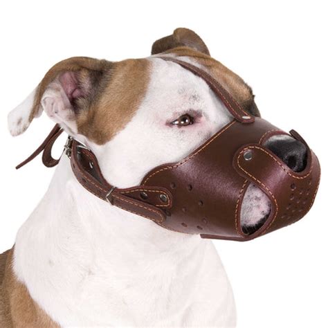 Choosing the Right Dog Muzzle to Prevent Biting: A Step-by-Step Guide ...