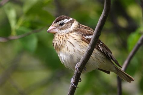 Rose Breasted Grosbeak Audubon Field Guide